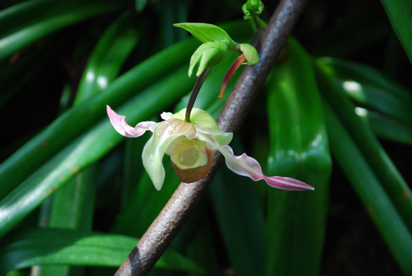 Schottland, Edinburgh, Botanischer Garten