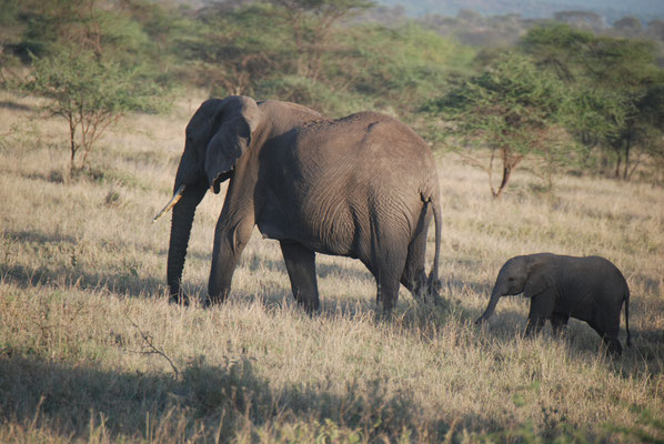 Serengeti Nationalpark, Elefanten