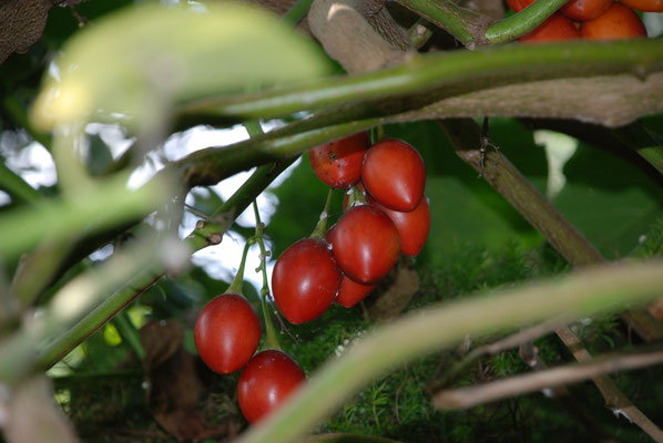 Schottland, Edinburgh, Botanischer Garten