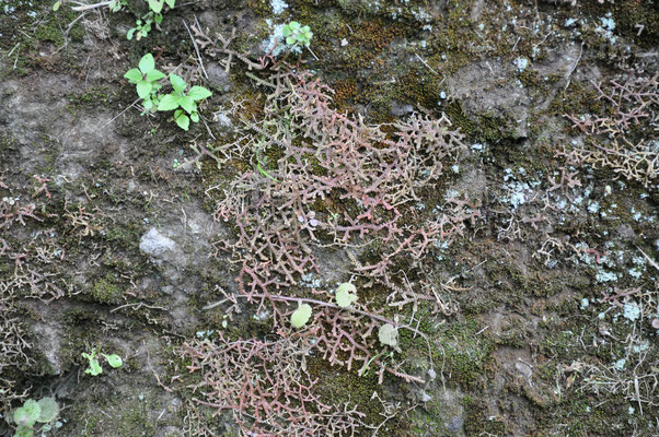 Madeira, Wanderung Levada da Reibeira da Janela