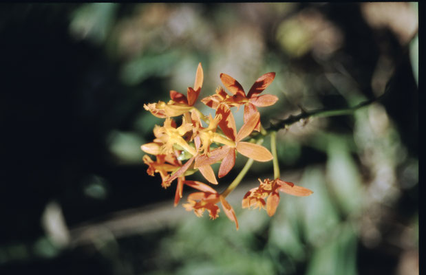 Thailand, Orchideenfarm