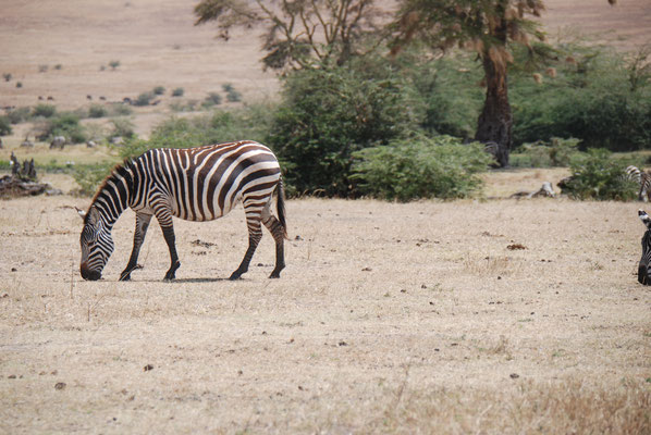 Ngorongoro Krater, Steppenzebras