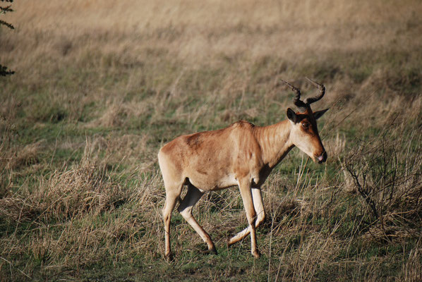 Serengeti Nationalpark, Kongoni oder echte Kuhantilope