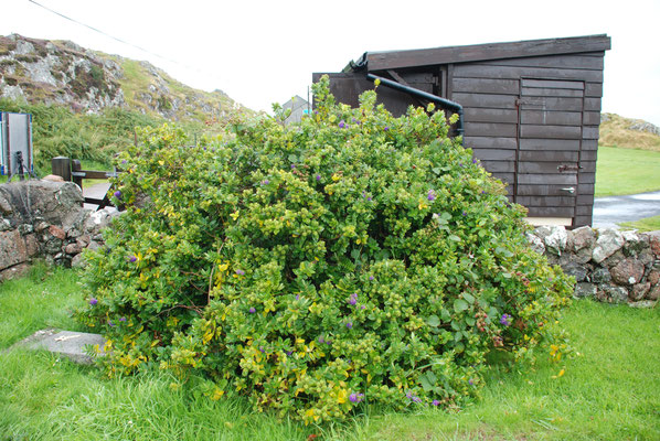 Schottland, Insel Iona, 