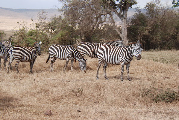Ngorongoro Krater, Steppenzebras