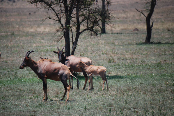 Serengeti Nationalpark, Topi oder Leierantilope
