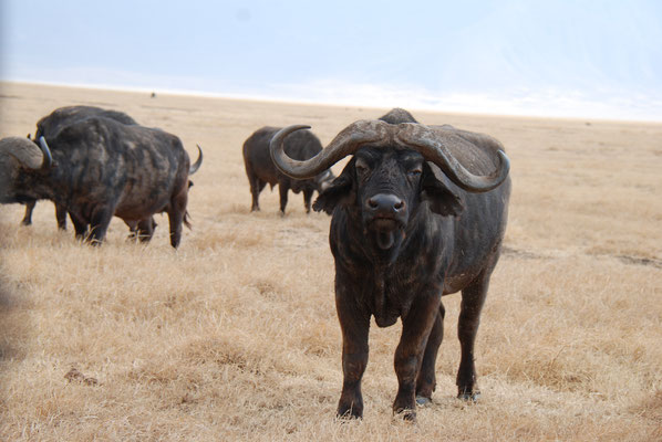 Ngorongoro Krater, Kaffernbüffel