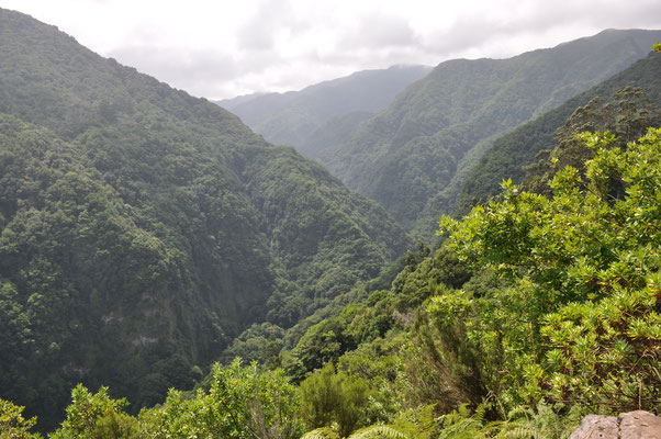 Madeira, Wanderung Levada da Reibeira da Janela