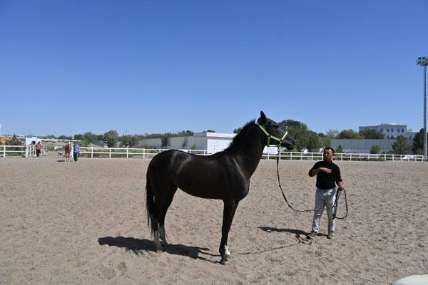 Turkmenistan, Ashgabad, Gestüt der Achal Tekkiner Pferde