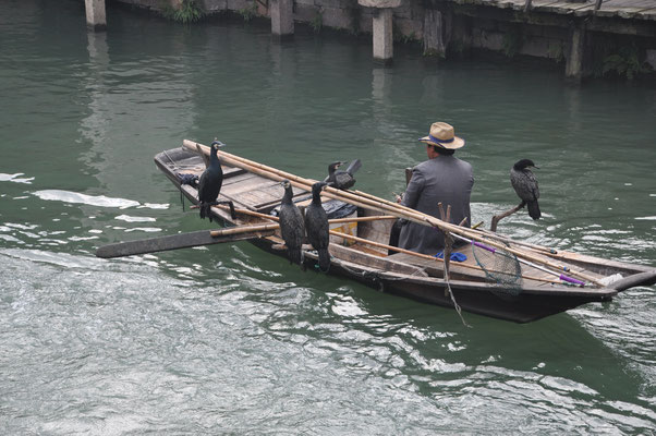 China, Wasserdorf Wuzhen, Kormorane für den Fischfang