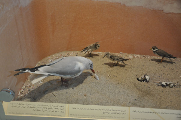 Oman, Muscat, Naturhistorisches Museum mit Botanischem Garten und Weihrauchbaum