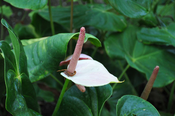 Madeira, Funchal, Botanischer Garten