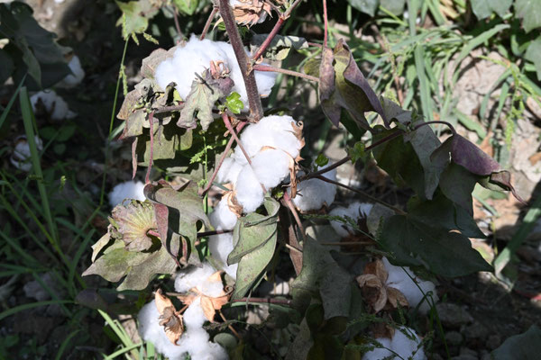 Usbekistan, Besuch eines Baumwollfeldes