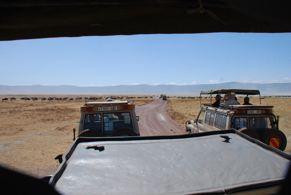 Ngorongoro Krater, Gnus