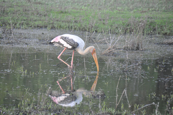 Sri Lanka, Yala Nationalpark