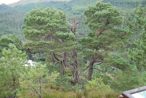 Schottland, Wanderung im Glen Affric, Loch Ness