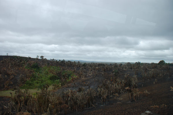 Madagaskar, massive Umweltschäden durch Holzkohlegewinnung