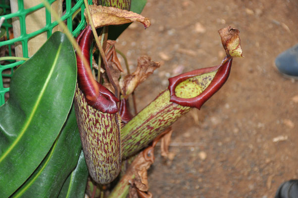 Madeira, Funchal, Orchideengarten, Quinta da Boa Vista