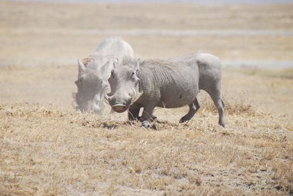 Ngorongoro Krater, Warzenschweine