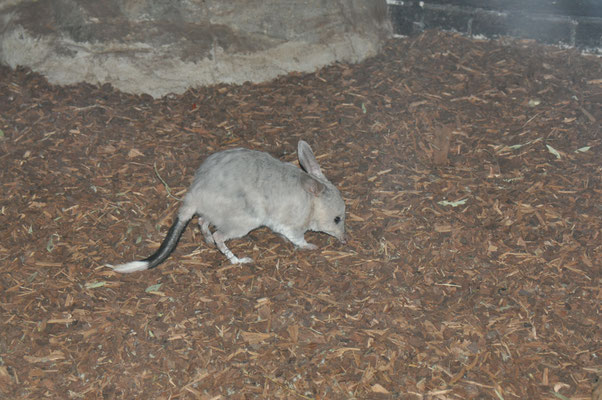 Featherdale Tierpark, Kaninchenbeutler oder Bilby