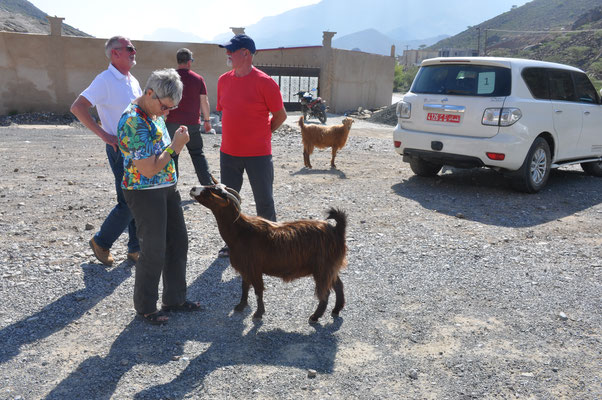 Oman, Begegnung mit Ziegen