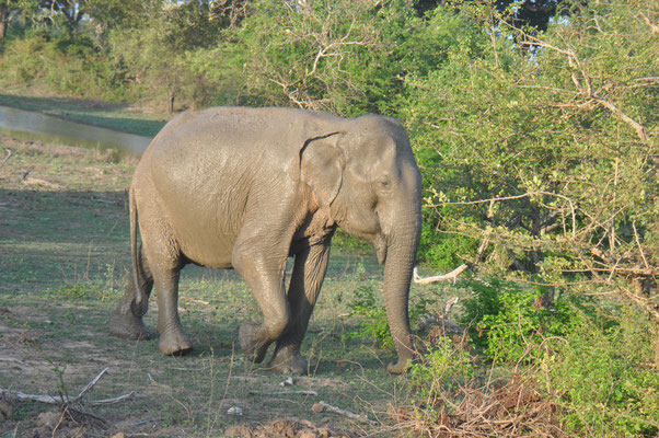 Sri Lanka, Yala Nationalpark