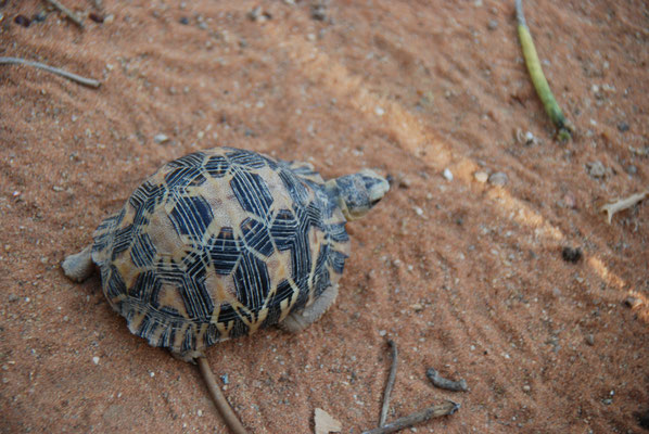 Madagaskar, Schildkröte