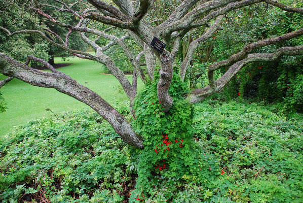 Schottland, Edinburgh, Botanischer Garten