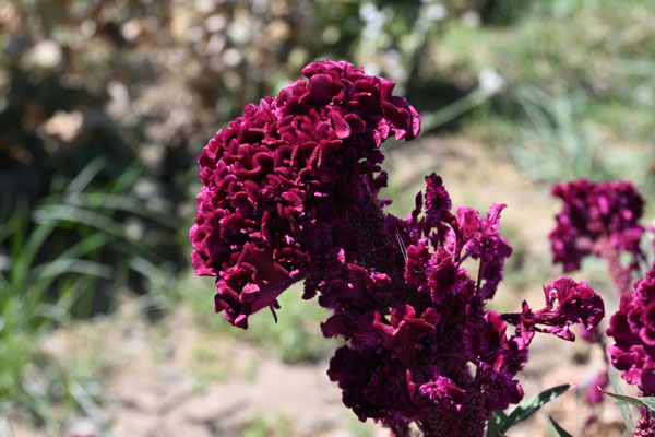 Usbekistan:  Auf dem Weg von Taschkent nach Sarmakant, Wüstenpflanze