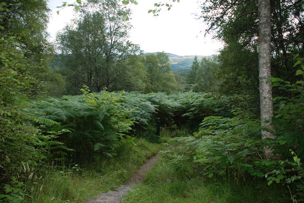 Schottland, Wanderung im Glen Affric, Loch Ness