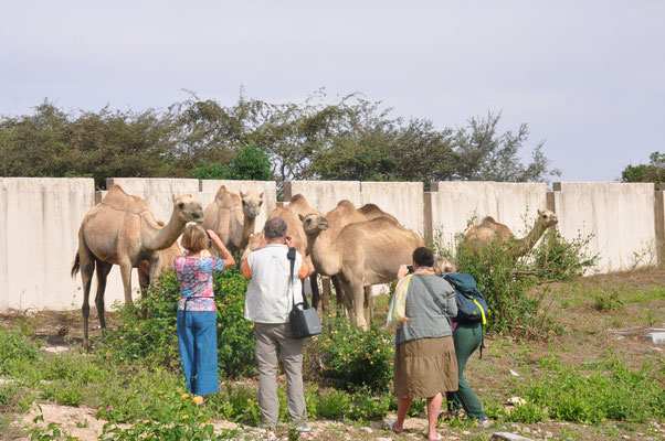 Oman, Salalah, Grabmal des Propheten Hiob mit Kamelen