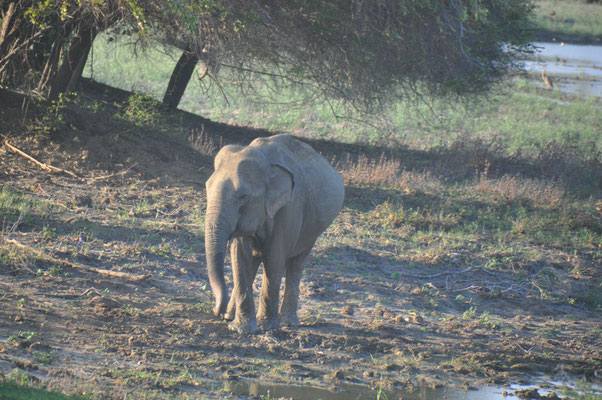 Sri Lanka, Yala Nationalpark