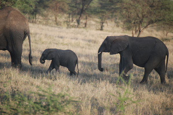 Serengeti Nationalpark, Elefanten