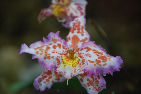 Schottland, Edinburgh, Botanischer Garten