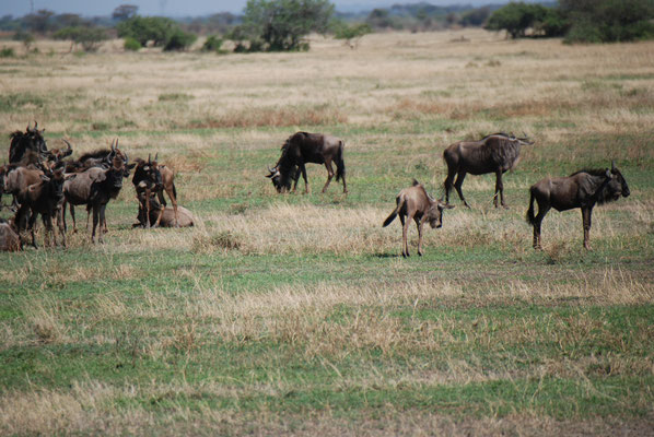 Serengeti Nationalpark, Gnus