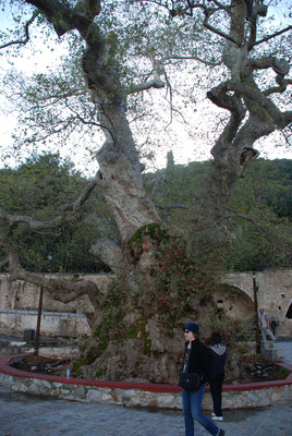 Griechenland: Insel Kreta, Größter Olivenbaum Kretas