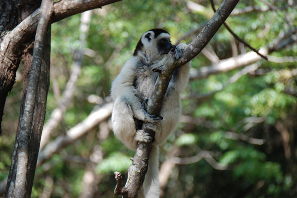 Madagaskar, Ranohira, Isalo Nationalpark, Kronen Sifakas