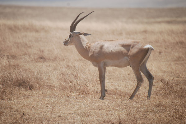 Ngorongoro Krater, Grant Gazelle