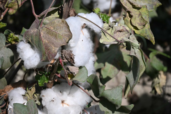 Usbekistan, Besuch eines Baumwollfeldes