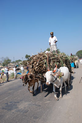 Indien,  Ochsenkarren 