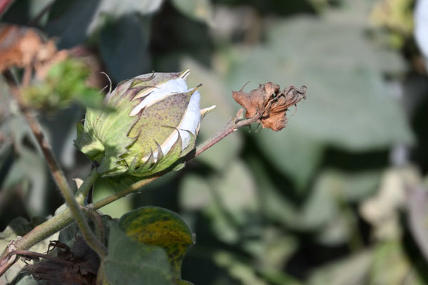 Usbekistan, Besuch eines Baumwollfeldes
