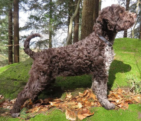 Lagotto Spanischerwasserhund Lagotto Webseite
