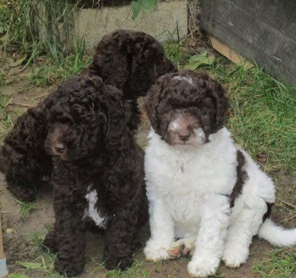 Lagotto Spanischerwasserhund Lagotto Webseite