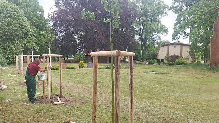 Gala-Bau Mitarbeiter bringt Sonnenschutzfarbe auf die frisch gepflanzten Linden an
