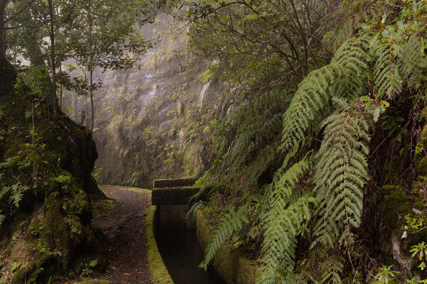 Bild 2: Weg aus dem Regenwald