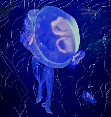 Bild 7: Qualle