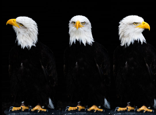 Bild 09: Adler drei Seiten