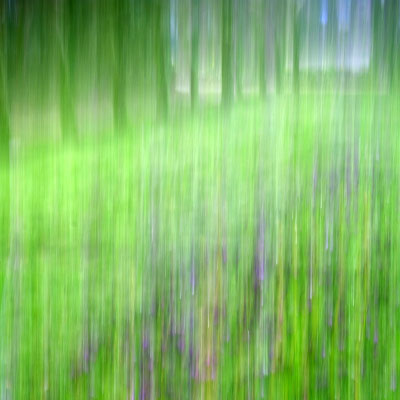 Bild 3: Frühlingswiese