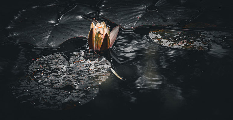 Bild 1: Seerose
