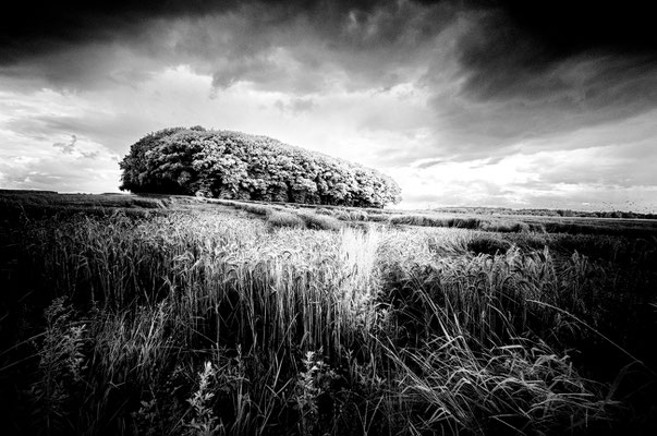Bild 8: Kornfeld und Bäume
